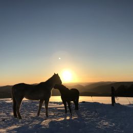 Abendspaziergang auf Wildewiese 