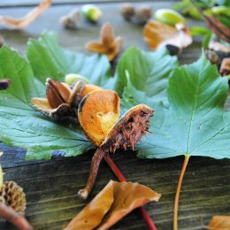 Sauerländer Herbst Buffet