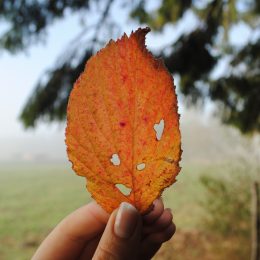 Herbstgeist