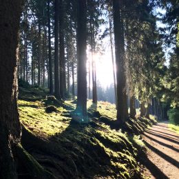 fantastisches Licht – genieß die Natur