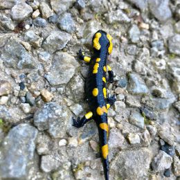 Neuer Bewohner in Wildewiese gesichtet