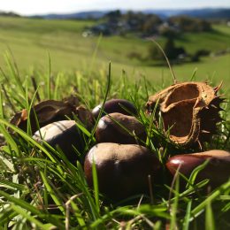 Bestes Herbstwetter in Wildewiese ?