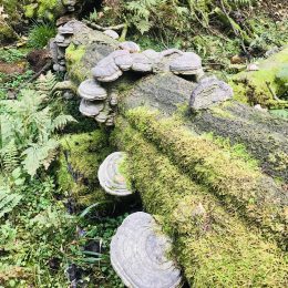 Wandern durch die Sauerländer Wälder