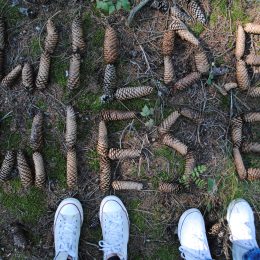 Wildewiese Waldschrift