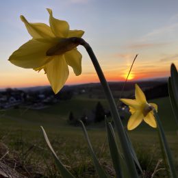 Sonnenuntergang in Wildewiese