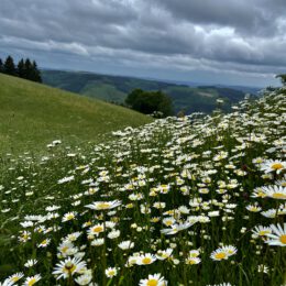 Naturwiese Wildewiese