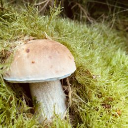 Pilz-Zeit in Wildewiese