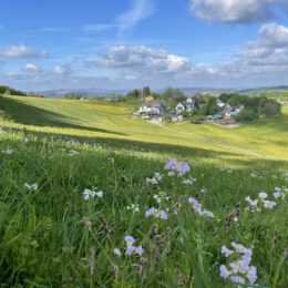 MaiMorgen in Wildewiese