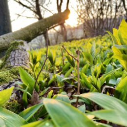 der Frühling kommt